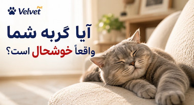 ۷ نشانه گربه خوشحال | از کجا بفهمیم گربه واقعاً احساس خوبی دارد؟
