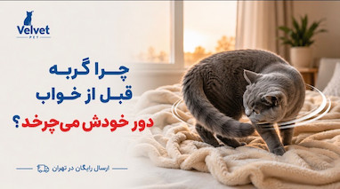 چرا گربه قبل از خواب دور خودش می‌چرخد؟ | علت علمی این رفتار