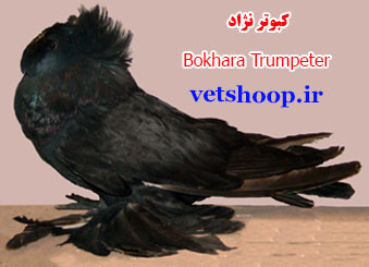 کبوتر نژاد بخارا Bokhara Trumpeter