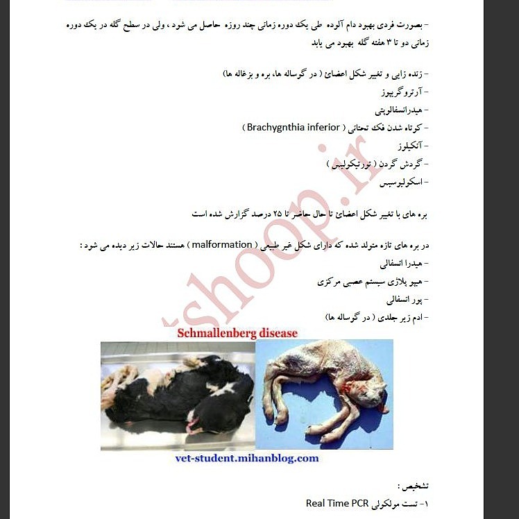 بیماریهای ویروسی گاو 2