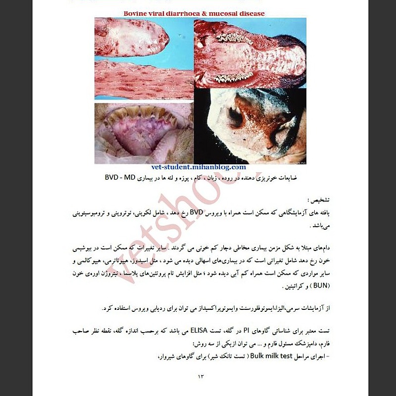 بیماریهای ویروسی گاو 1