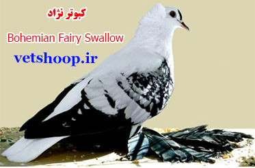 کبوتر نژاد بوهمیا Bohemian Fairy Swallow