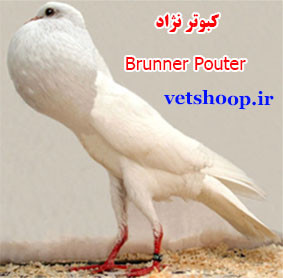کبوتر نژاد Brunner Pouter جمهوری چک