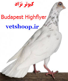 کبوتر نژاد تلسکوپی Budapest Highflyer مجارستان 