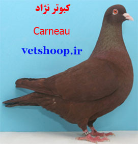 کبوتر نژاد کارنو Carneau فرانسه 