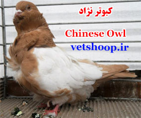 کبوتر نژاد Chinese Owl