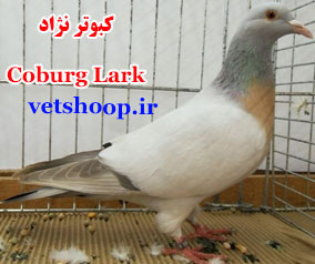 کبوتر نژاد کوبورگ لارک Coburg Lark