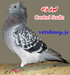 کبوتر نژاد کاکلی Crested Soultz فرانسه