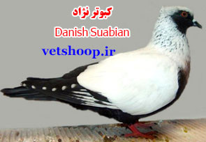کبوتر نژاد دانمارکی Danish Suabian