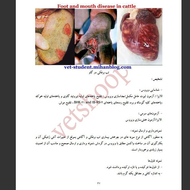 بیماریهای ویروسی گاو 3
