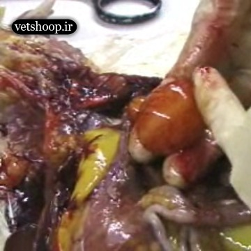 کالبدگشایی مرغ 4