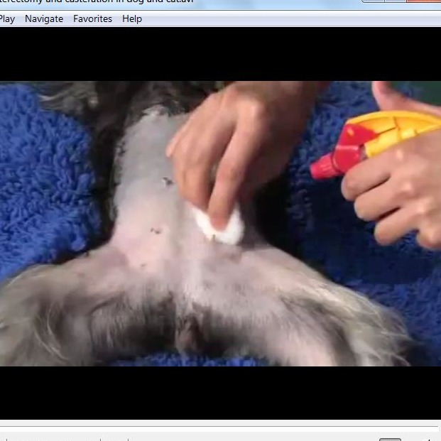 فیلم آموزشی جراحی عقیم سازی در سگ و گربه نر و ماده