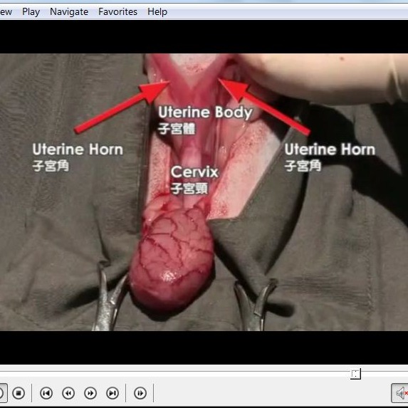 فیلم آموزشی جراحی عقیم سازی در سگ و گربه نر و ماده