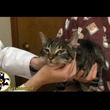 معاینات فیزیکی در گربه