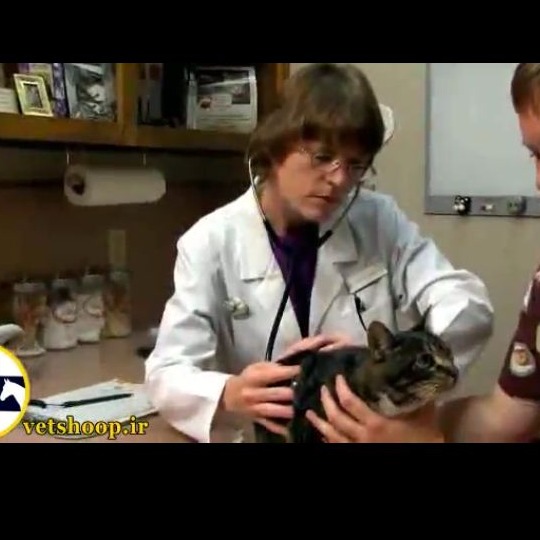 معاینات فیزیکی در گربه