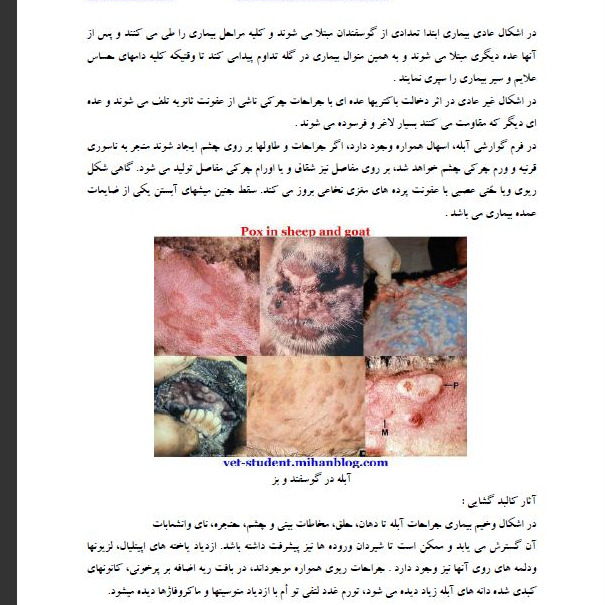 بیماریهای ویروسی در گوسفند و بز