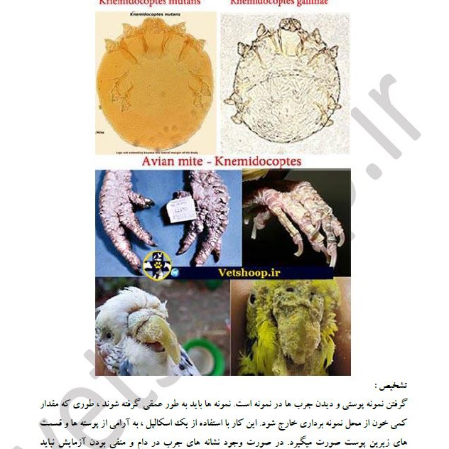 فایل آموزشی بیماریهای طوطی سانان
