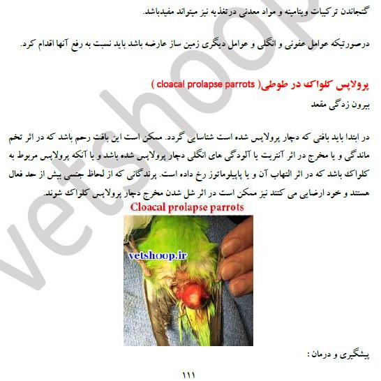 فایل آموزشی بیماریهای طوطی سانان