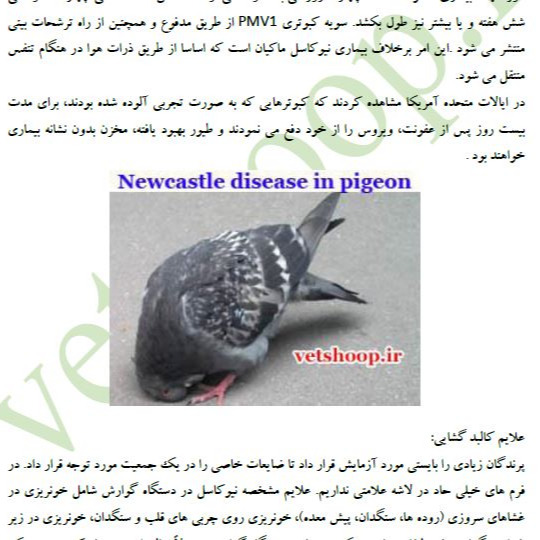 فایل آموزشی بیماریهای کبوتر