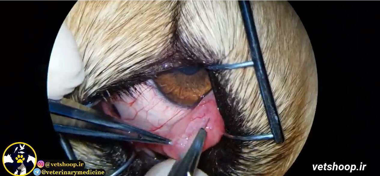 فیلم آموزشی جراحی چشم گیلاسی در سگ