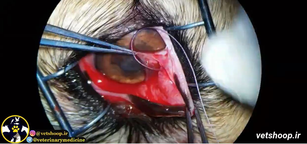 فیلم آموزشی جراحی چشم گیلاسی در سگ