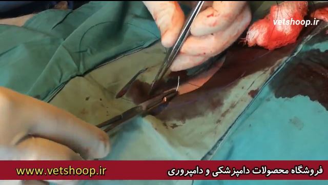 فیلم آموزشی جراحی عقیم سازی سگ ماده از پهلو در زمان شیرواری