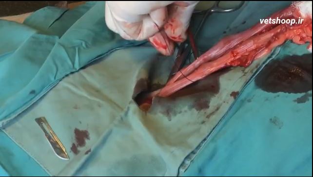 فیلم آموزشی جراحی عقیم سازی سگ ماده از پهلو در زمان شیرواری