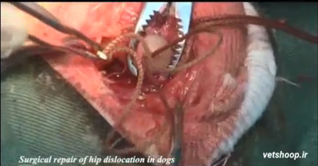 فیلم آموزشی جراحی ترمیم در رفتگی مفصل ران در سگ