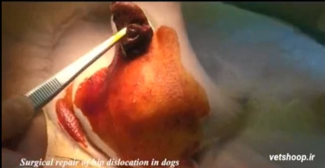 فیلم آموزشی جراحی ترمیم در رفتگی مفصل ران در سگ