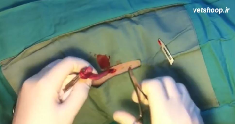 فیلم آموزشی جراحی عقیم سازی گربه ماده از پهلو در زمان شیرواری