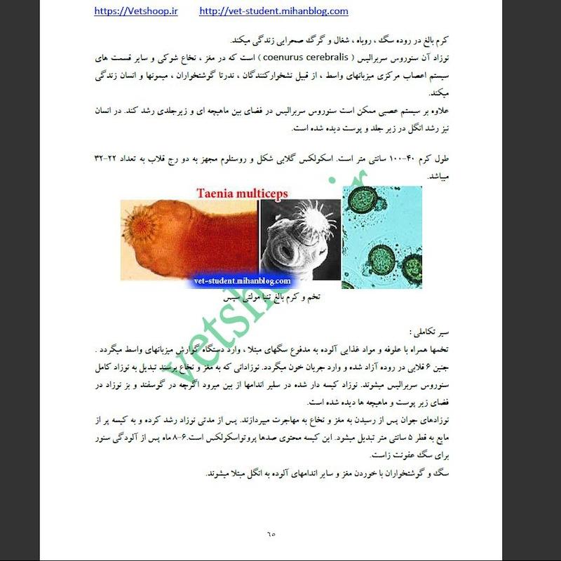 بیماری های انگلی در گاو 6