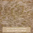 پادری خز پرز بلند ایرانی دالبوری ترمز دار برند وینوما