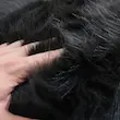 پادری مادام کوکو خز ترک پرز بلند دالبوری ترمز دار برند وینوما