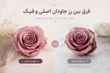 تفاوت رز جاودان اصل و تقلبی چیست؟ راهنمای خرید مطمئن