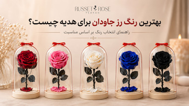 بهترین رنگ رز جاودان برای هدیه چیست؟ راهنمای انتخاب رنگ بر اساس مناسبت