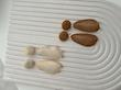 گوشواره دایره و بیضی صدفی