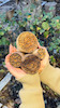 مهر کلمپه سایزهای مختلف طرح غنچه رز