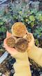مهر کلمپه سایزهای مختلف طرح غنچه رز