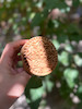 مهر کلمپه میخک سایز8