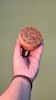 کلمپه سایز 8 غنچه رز
