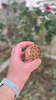 سایز 5 مهر کلمپه طرح برکه ی کاشی