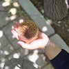 مهر کلمپه طرح اناربن