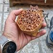 قالب طرح انار زندگی دکان هنری زا