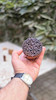 مهر کلمپه طرح اناردون