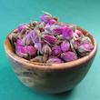 غنچه گل محمدی داراب