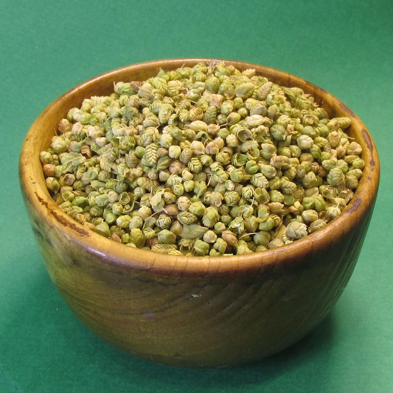 گل اورگانو