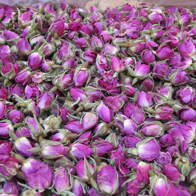 غنچه گل محمدی لاله زار 