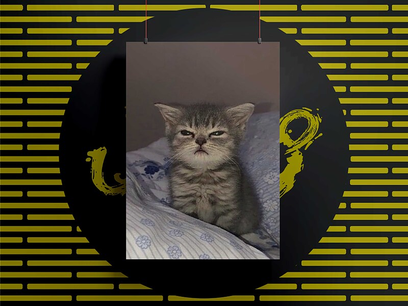 شاسی93