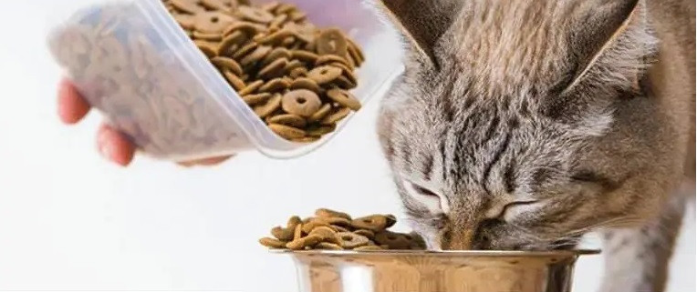 میزان غذای گربه در طول روز