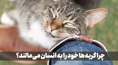 چرا گربه ها خودشان را به انسان ها میمالند؟